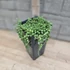 Senecio rowleyanus