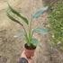 Strelitzia reginae