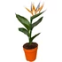 Strelitzia Reginae (művirággal)
