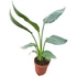 Strelitzia reginae