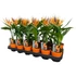 Strelitzia Reginae (művirággal)