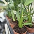 Strelitzia reginae