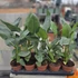 Strelitzia reginae