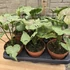 Syngonium Green Splash
