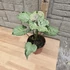 Syngonium Green Splash