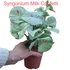 Syngonium Milk Confetti