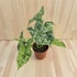 Syngonium mottled Mojito