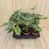 Syngonium mottled Mojito