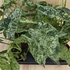 Syngonium mottled Mojito
