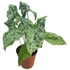 Syngonium mottled Mojito