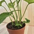 Syngonium mottled Mojito