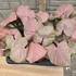 Syngonium Neon Robusta