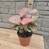 Syngonium Neon Robusta