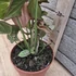 Syngonium Neon Robusta