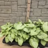 Syngonium White Butterfly