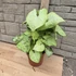 Syngonium White Butterfly