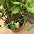 Syngonium White Butterfly