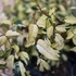 Trachelospermum asiaticum