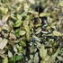 Trachelospermum asiaticum