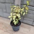 Trachelospermum asiaticum