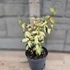 Trachelospermum asiaticum
