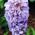 Wisteria frutescens Amethyst Falls Nolina