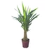Yucca Elephantipes