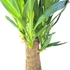 Yucca Elephantipes