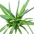 Yucca Elephantipes