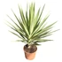 Yucca Jewel