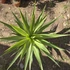 Yucca Jewel