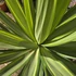 Yucca Jewel