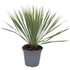 Yucca rostrata