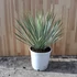 Yucca rostrata