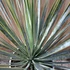 Yucca rostrata