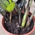 Zamioculcas zamiifolia Raven Black 2-3 töves