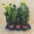 Zamioculcas Zamiifolia
