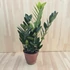 Zamioculcas Zamiifolia