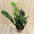 Zamioculcas Zamiifolia