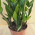 Zamioculcas Zamiifolia