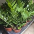 Zamioculcas Zamiifolia