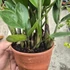 Zamioculcas Zamiifolia