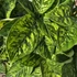 Homalomena wallisii Camouflage
