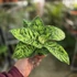 Homalomena wallisii Camouflage