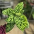 Homalomena wallisii Camouflage
