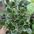 Hoya australis Blondie