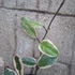 Hoya flamingo Dream