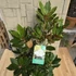 Magnolia Grandiflora Little Gem