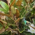 Magnolia Grandiflora Little Gem