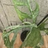 Monstera adansonii Indonesian Marble